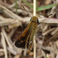 Taractrocera papyria (White-banded Grass-dart) at West Wodonga, VIC - 25 Mar 2023 by KylieWaldon