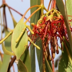 Amyema miquelii (Box Mistletoe) at West Wodonga, VIC - 25 Mar 2023 by KylieWaldon