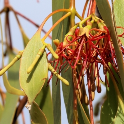 Amyema miquelii (Box Mistletoe) at West Wodonga, VIC - 25 Mar 2023 by KylieWaldon