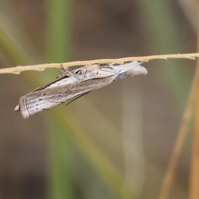 Unidentified Pyralid or Snout Moth (Pyralidae & Crambidae) at West Wodonga, VIC - 25 Mar 2023 by KylieWaldon