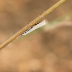 Unidentified Concealer moth (Oecophoridae) at West Wodonga, VIC - 26 Mar 2023 by KylieWaldon