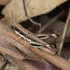 Macrotona australis (Common Macrotona Grasshopper) at West Wodonga, VIC - 26 Mar 2023 by KylieWaldon