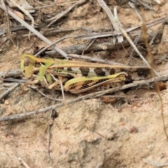Chortoicetes terminifera (Australian Plague Locust) at West Wodonga, VIC - 26 Mar 2023 by KylieWaldon