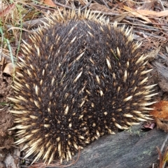 Tachyglossus aculeatus (Short-beaked Echidna) at Penrose, NSW - 28 Mar 2023 by Aussiegall