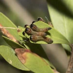 Pergidae sp. (family) at Higgins, ACT - 28 Mar 2023 01:42 PM