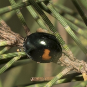 Orcus bilunulatus at Higgins, ACT - 28 Mar 2023