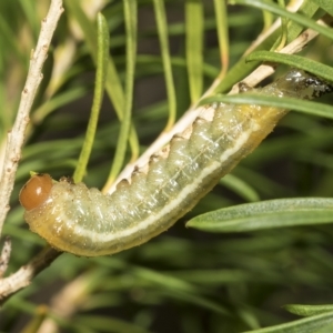 Pergidae sp. (family) at Scullin, ACT - 28 Mar 2023