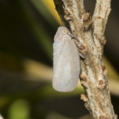 Anzora unicolor (Grey Planthopper) at Scullin, ACT - 28 Mar 2023 by AlisonMilton