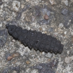 Porrostoma sp. (genus) at Scullin, ACT - 28 Mar 2023