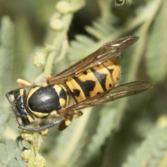 Vespula germanica (German Yellowjacket Wasp (also known as European Wasp)) at Higgins, ACT - 28 Mar 2023 by AlisonMilton