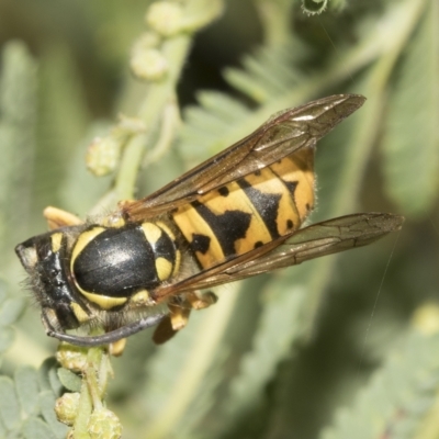 Vespula germanica (German Yellowjacket Wasp (also known as European Wasp)) at Higgins, ACT - 28 Mar 2023 by AlisonMilton