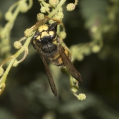 Vespula germanica at Higgins, ACT - 28 Mar 2023