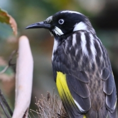 Phylidonyris novaehollandiae (New Holland Honeyeater) at ANBG - 28 Mar 2023 by RodDeb