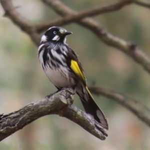 Phylidonyris novaehollandiae at Acton, ACT - 28 Mar 2023