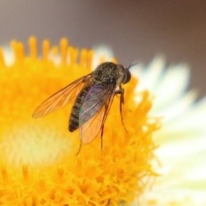 Geron sp. (genus) at Acton, ACT - 28 Mar 2023