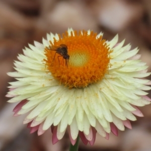 Geron sp. (genus) at Acton, ACT - 28 Mar 2023