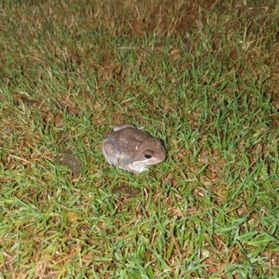 Unidentified Frog at Wodonga, VIC - 28 Mar 2023 by WJG