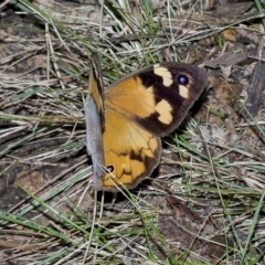 Heteronympha merope at Higgins, ACT - 28 Mar 2023