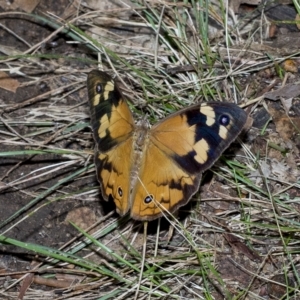 Heteronympha merope at Higgins, ACT - 28 Mar 2023