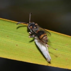 Ammatomus icarioides at Wellington Point, QLD - suppressed