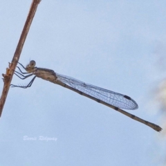 Zygoptera (suborder) (Damselfly) at Jerrabomberra, ACT - 19 Mar 2023 by BarrieR