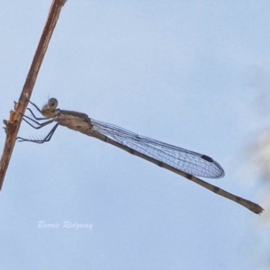 Zygoptera (suborder) at Callum Brae - 19 Mar 2023