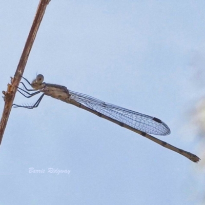 Zygoptera (suborder) (Damselfly) at Jerrabomberra, ACT - 18 Mar 2023 by BarrieR
