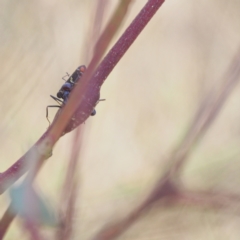 Eurymeloides punctata (Gumtree hopper) at Jerrabomberra, ACT - 18 Mar 2023 by BarrieR