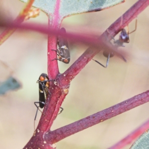 Eurymeloides punctata at Jerrabomberra, ACT - 19 Mar 2023