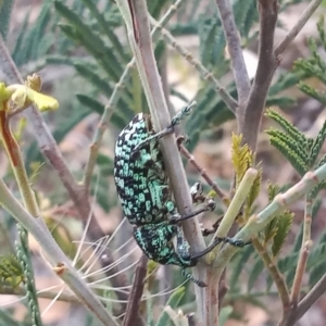 Chrysolopus spectabilis at Paddys River, ACT - 26 Mar 2023 05:30 PM