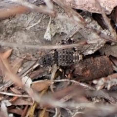 Calperum ottei (A recently described pygmy cricket) at Cook, ACT - 28 Mar 2023 by CathB