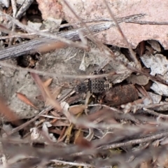 Calperum ottei at Cook, ACT - 28 Mar 2023 12:46 PM