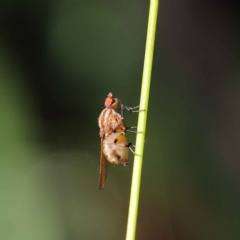 Sapromyza brunneovittata (A lauxid fly) at O'Connor, ACT - 23 Mar 2023 by ConBoekel