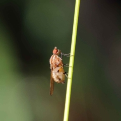 Sapromyza brunneovittata (A lauxid fly) at Dryandra St Woodland - 24 Mar 2023 by ConBoekel