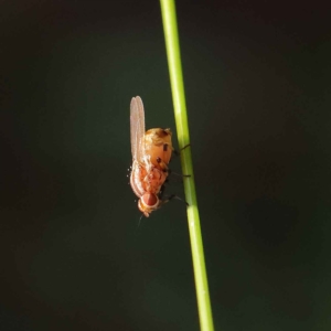 Sapromyza brunneovittata at O'Connor, ACT - 24 Mar 2023 10:53 AM