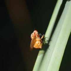 Sapromyza brunneovittata at O'Connor, ACT - 24 Mar 2023 10:53 AM