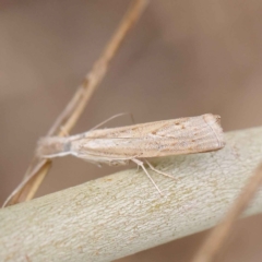 Culladia cuneiferellus (Crambinae moth) at O'Connor, ACT - 24 Mar 2023 by ConBoekel