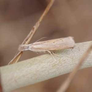 Culladia cuneiferellus at O'Connor, ACT - 24 Mar 2023 03:35 PM