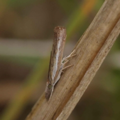 Ptochostola microphaeellus (A Crambid moth) at O'Connor, ACT - 24 Mar 2023 by ConBoekel