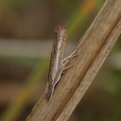 Ptochostola microphaeellus (A Crambid moth) at O'Connor, ACT - 24 Mar 2023 by ConBoekel
