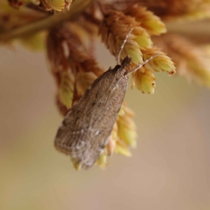 Eudonia cleodoralis at O'Connor, ACT - 24 Mar 2023