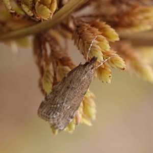 Eudonia cleodoralis at O'Connor, ACT - 24 Mar 2023