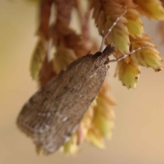 Eudonia cleodoralis at O'Connor, ACT - 24 Mar 2023