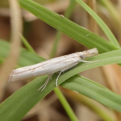 Culladia cuneiferellus (Crambinae moth) at O'Connor, ACT - 24 Mar 2023 by ConBoekel