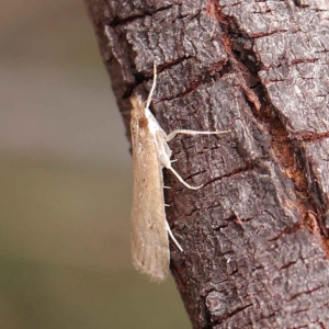 Eudonia cleodoralis at O'Connor, ACT - 24 Mar 2023