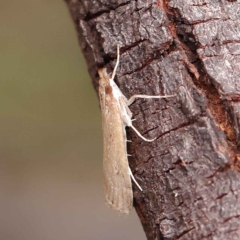 Eudonia cleodoralis at O'Connor, ACT - 24 Mar 2023 02:47 PM