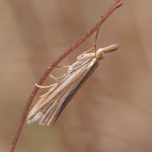 Hednota species near grammellus at O'Connor, ACT - 24 Mar 2023 02:28 PM