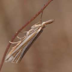 Hednota species near grammellus at O'Connor, ACT - 24 Mar 2023