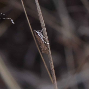 Eudonia cleodoralis at O'Connor, ACT - 24 Mar 2023