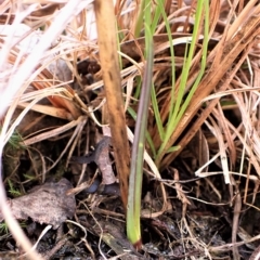 Calochilus platychilus (Purple Beard Orchid) at Mount Painter - 28 Mar 2023 by CathB